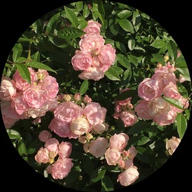 今日はPERSONZのお誕生日💕 | PERSONZ OFFICIAL WEBSITE & FAN