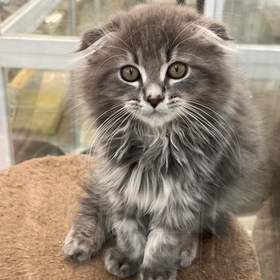 湊あかね オフィシャルカレンダー2026 発売決定！ | MINATO AKANE