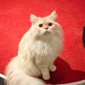 あらき LIVE ARK CLASSICS くじ　サイン入りTシャツ あらき LIVE ARK CLASSICS くじ サイン入りTシャツ あらき on X: