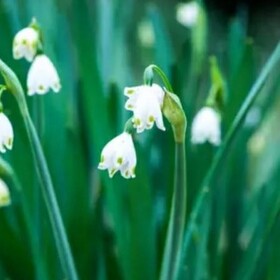 あらき「IDEA」XYZP盤（2CD＋DVD＋GOODS） あらき「IDEA」XYZP盤（2CD＋DVD＋GOODS）